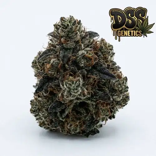 Borderliner XTRM Feminized Seeds cannabis seeds