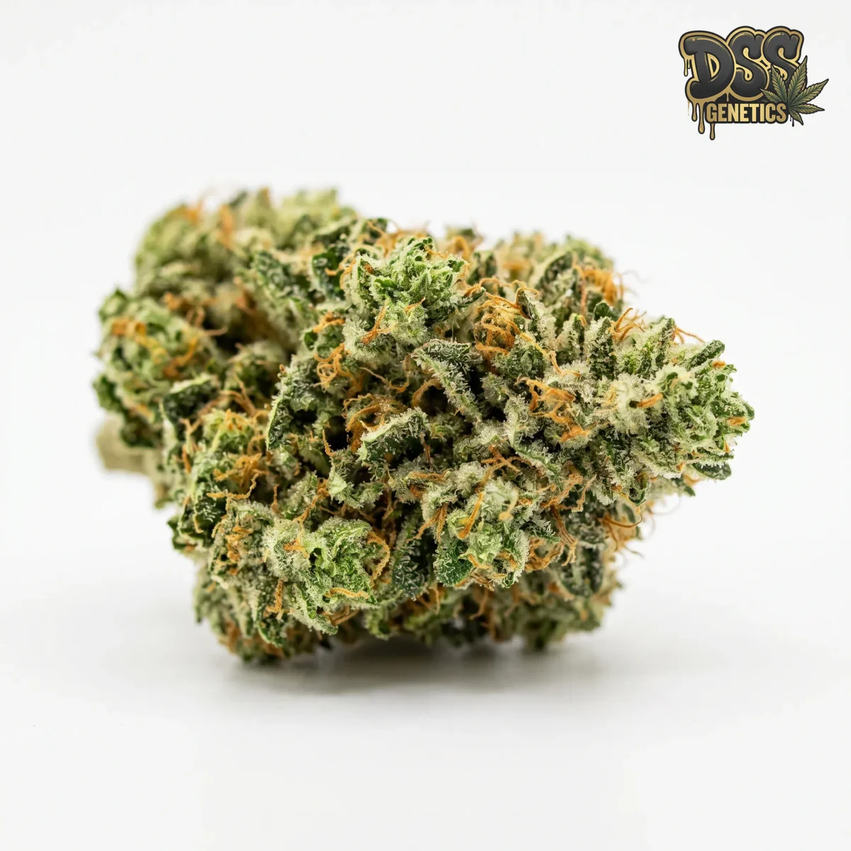 Bruce Banner Autoflower Seeds grow guide