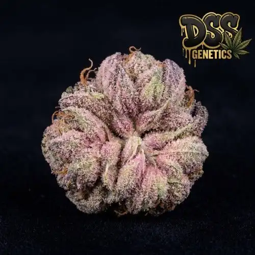 Bubble Gum Feminized Seeds cannabis seeds