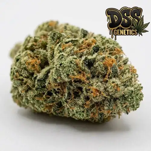 Bubblicious Feminized Seeds cannabis seeds