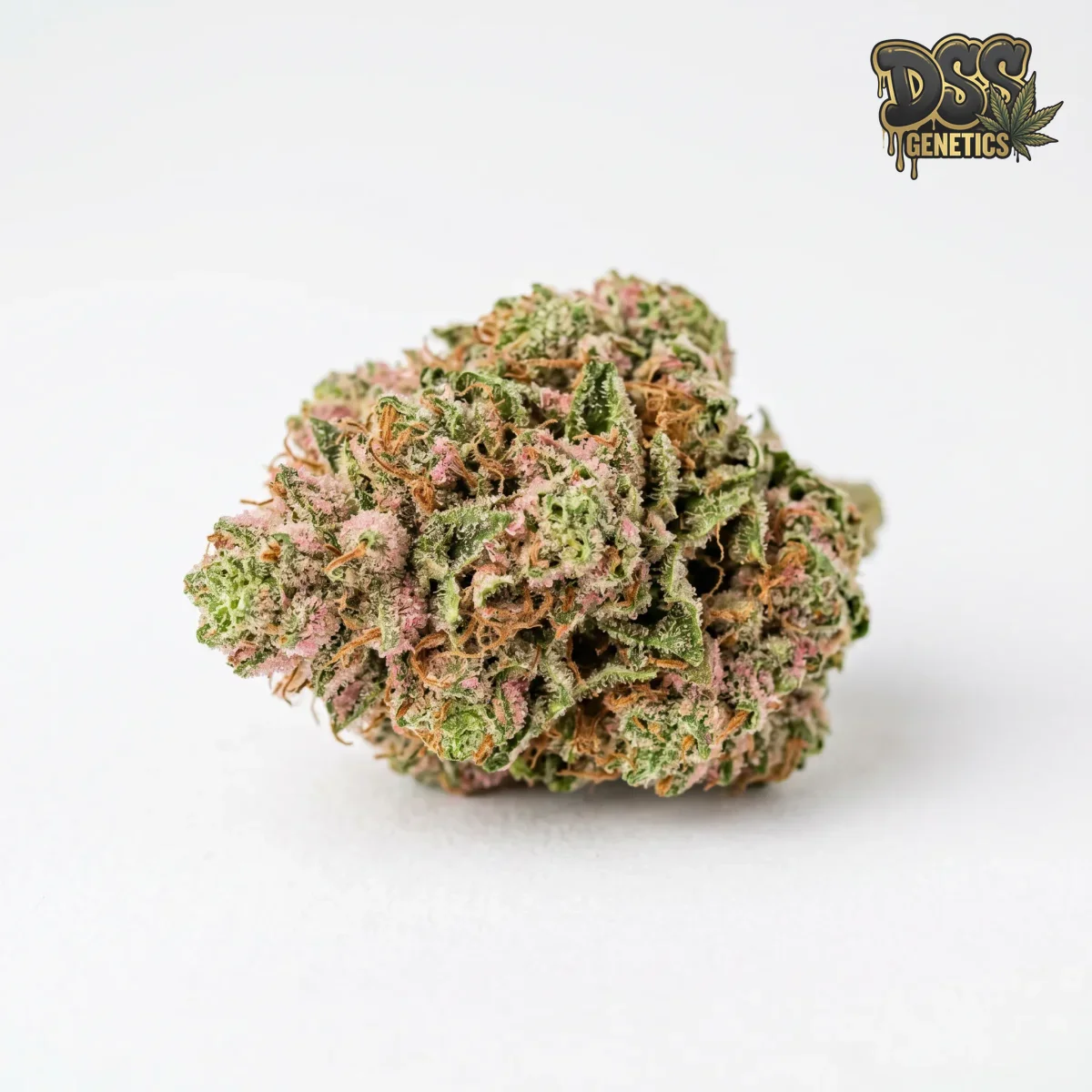 Bubblicious Feminized Seeds cannabis seeds