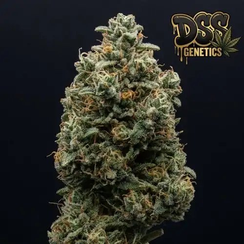 CBD Critical Mass Autoflower Seeds cannabis seeds