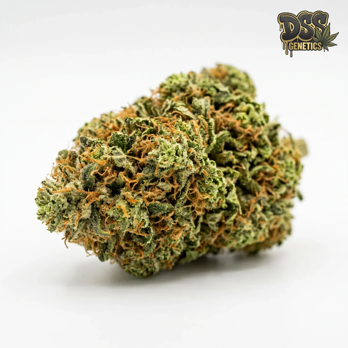 CBD Critical Mass Autoflower Seeds grow guide
