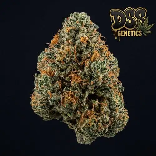California Orange Bud Feminized Seeds cannabis seeds – Feminized strain