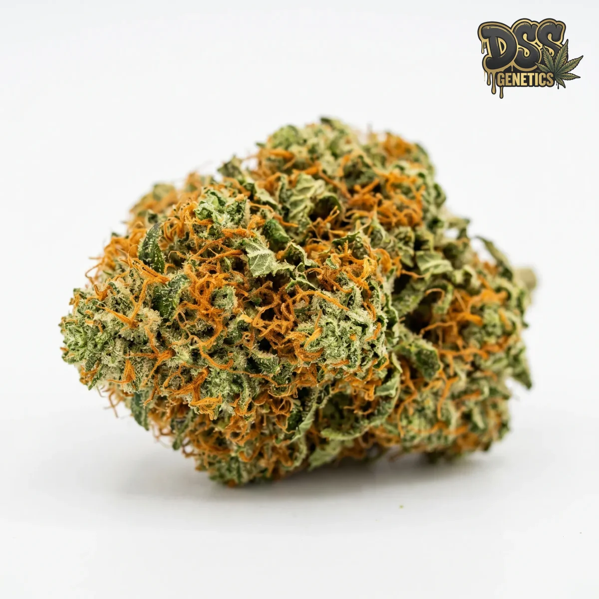 California Orange Bud grow guide