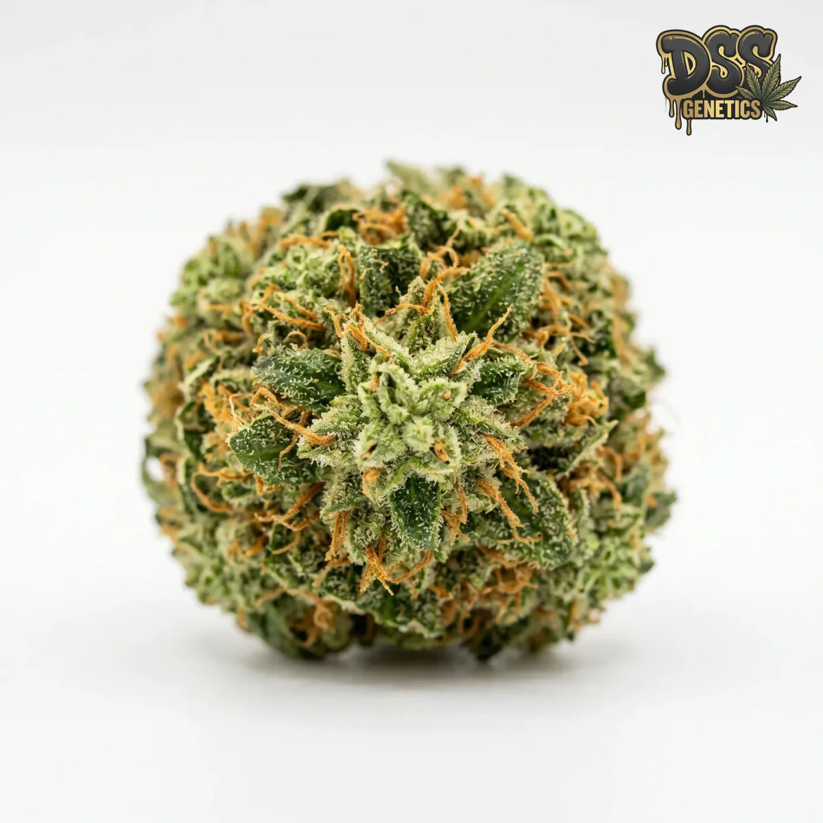 California Skunk grow guide