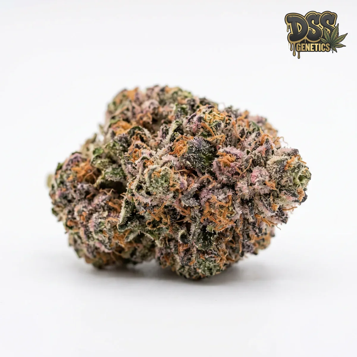 Candy Kush grow guide