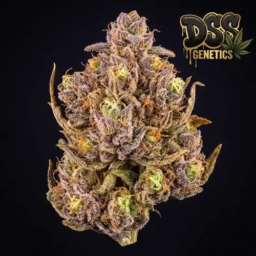 Candyland Feminized Seeds cannabis seeds