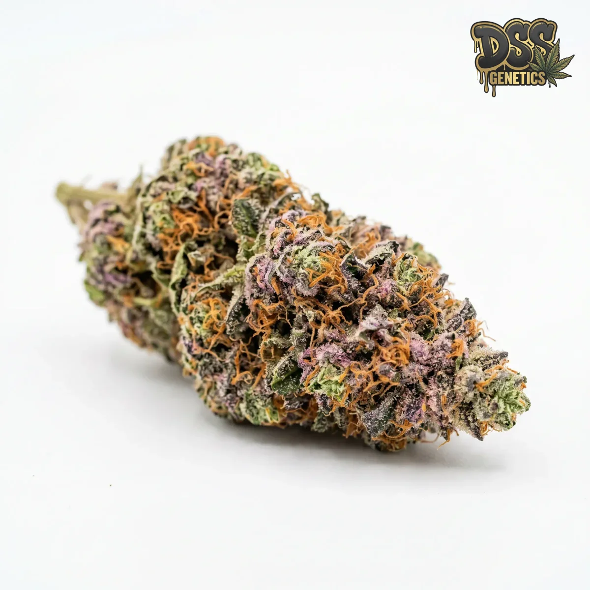 Candyland grow guide