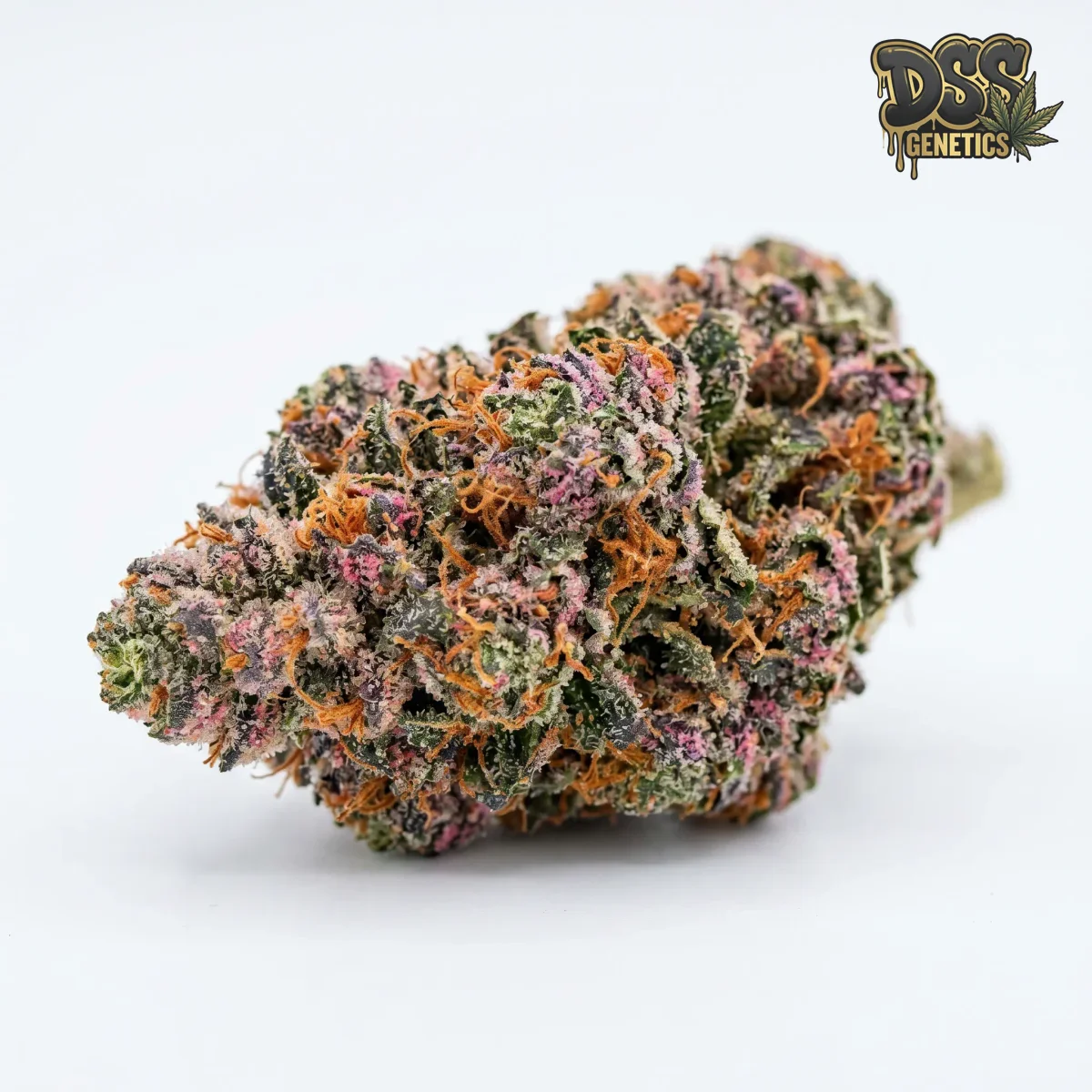 Candyland Peyote Feminized Seeds cannabis seeds
