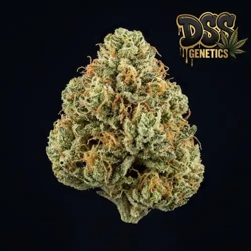 Cannatonic grow guide