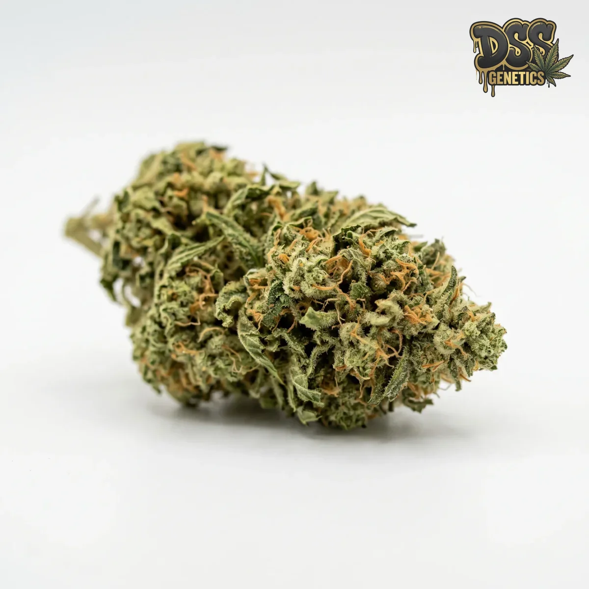 Cannatonic grow guide