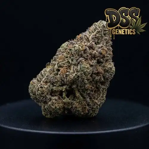 Cement Shoes Feminized Seeds cannabis seeds