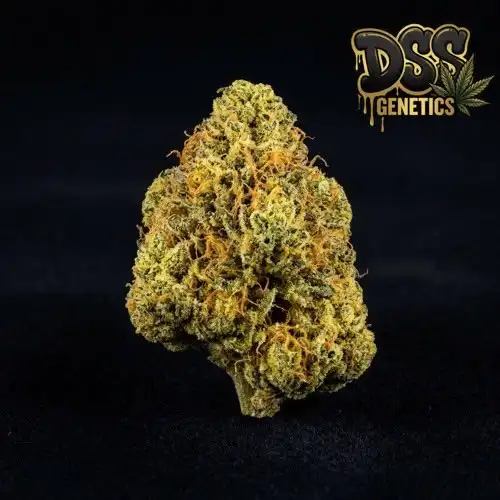 Cheese Feminized Seeds cannabis seeds