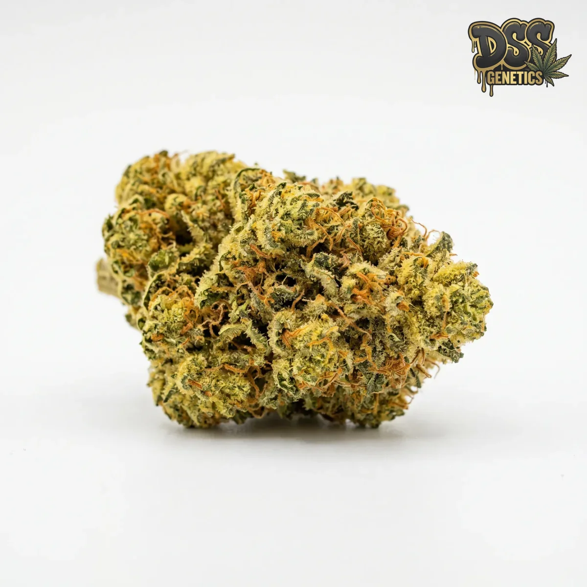 Cheese grow guide