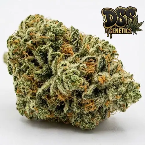 Chemdog #4 Feminized Seeds cannabis seeds