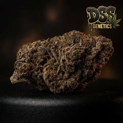 Chocolate Fondue Feminized Seeds cannabis seeds