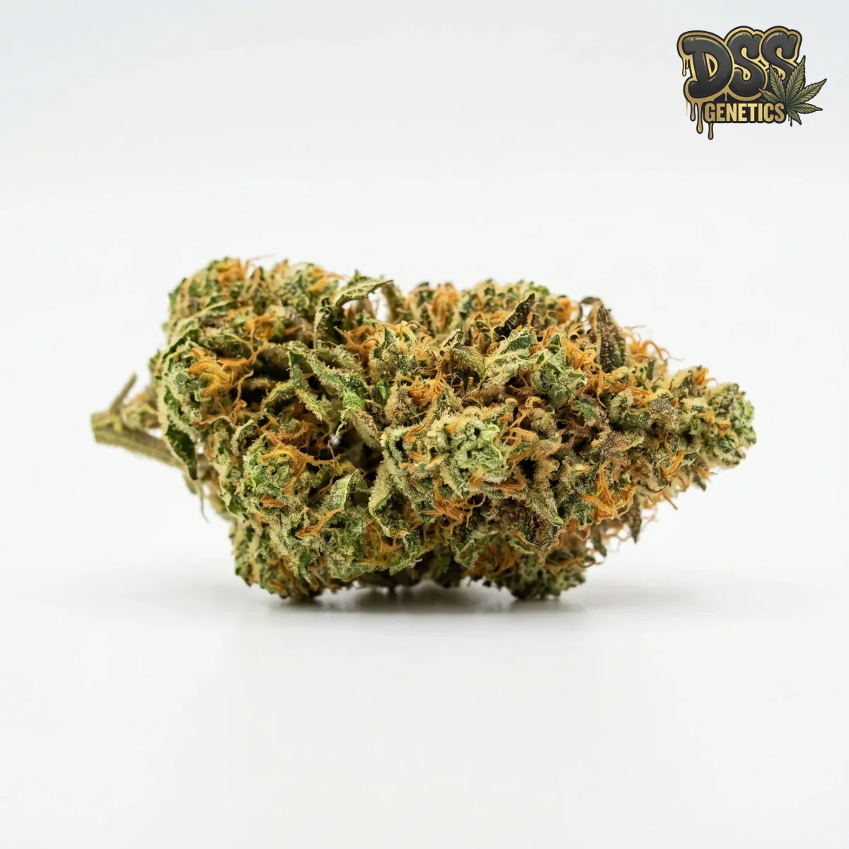 Chocolate Fondue grow guide