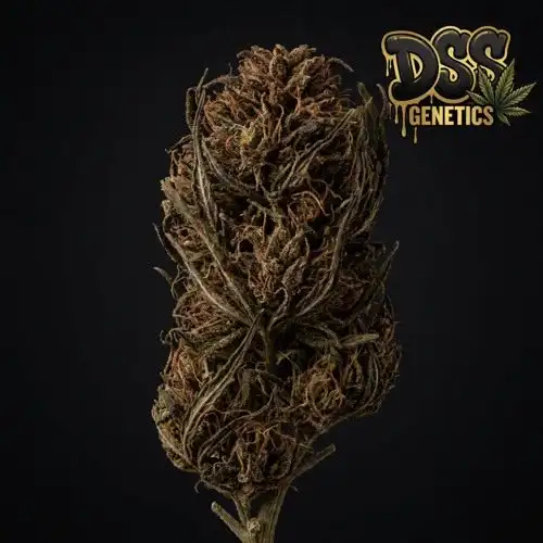 Chocolate Thai grow guide