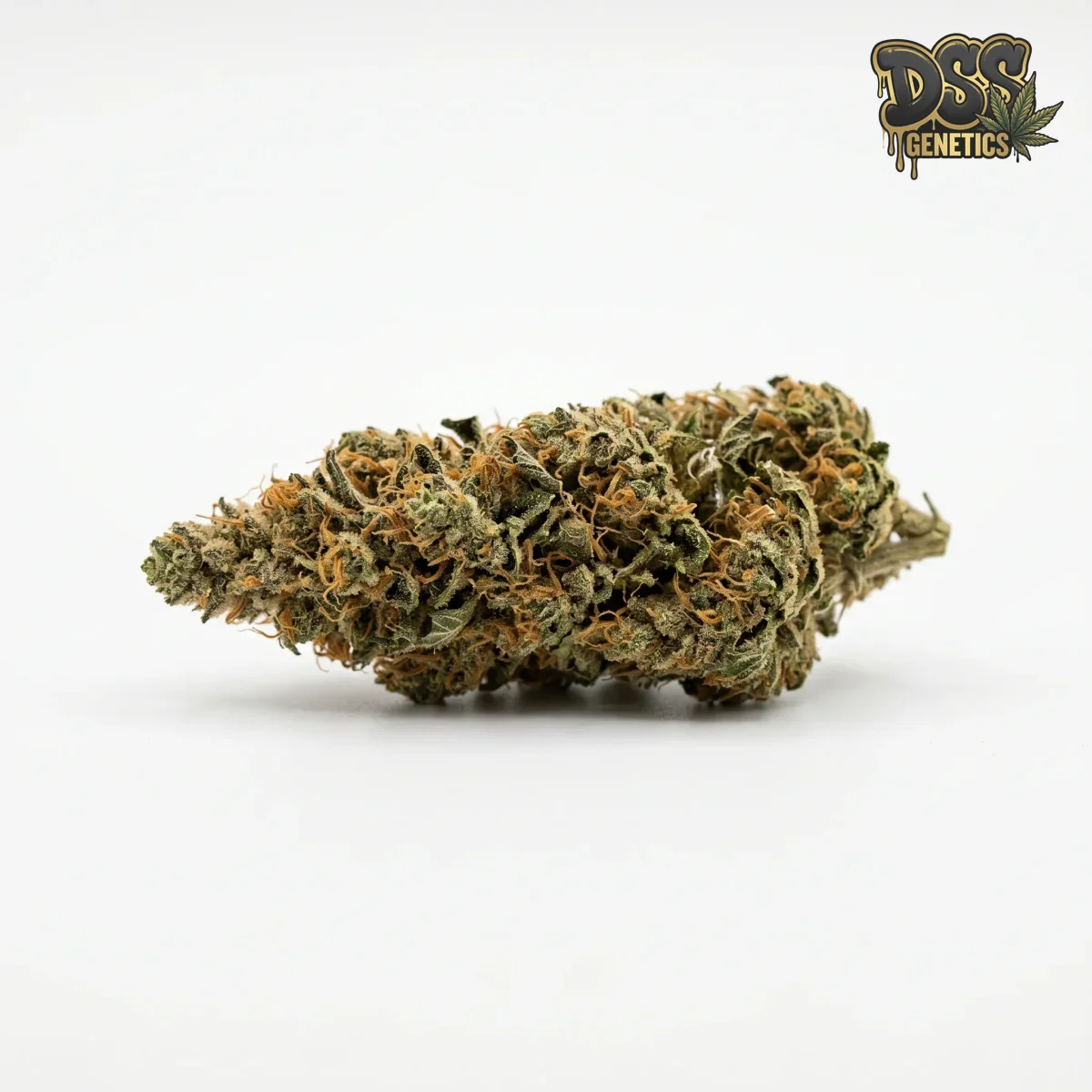 Chocolate Thai grow guide