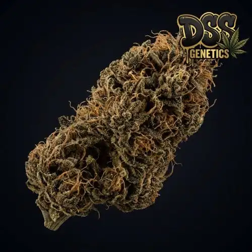 Chocolope Feminized Seeds cannabis seeds