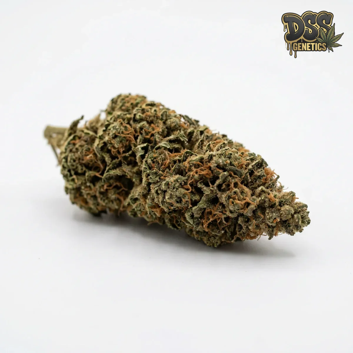 Chocolope grow guide