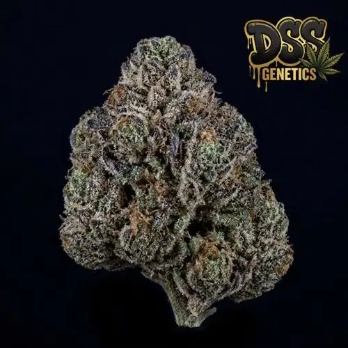 Chocolope Kush Feminized Seeds cannabis seeds