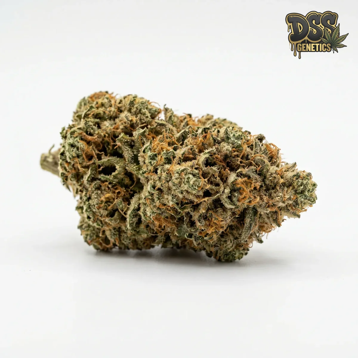 Chocolope Kush grow guide