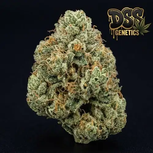 Chronic Autoflower Seeds cannabis seeds