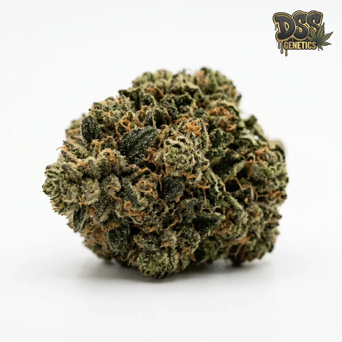 Chronic Autoflower Seeds grow guide
