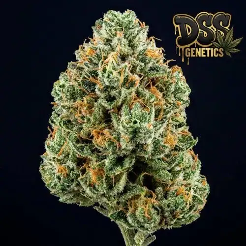 Chronic Feminized Seeds cannabis seeds