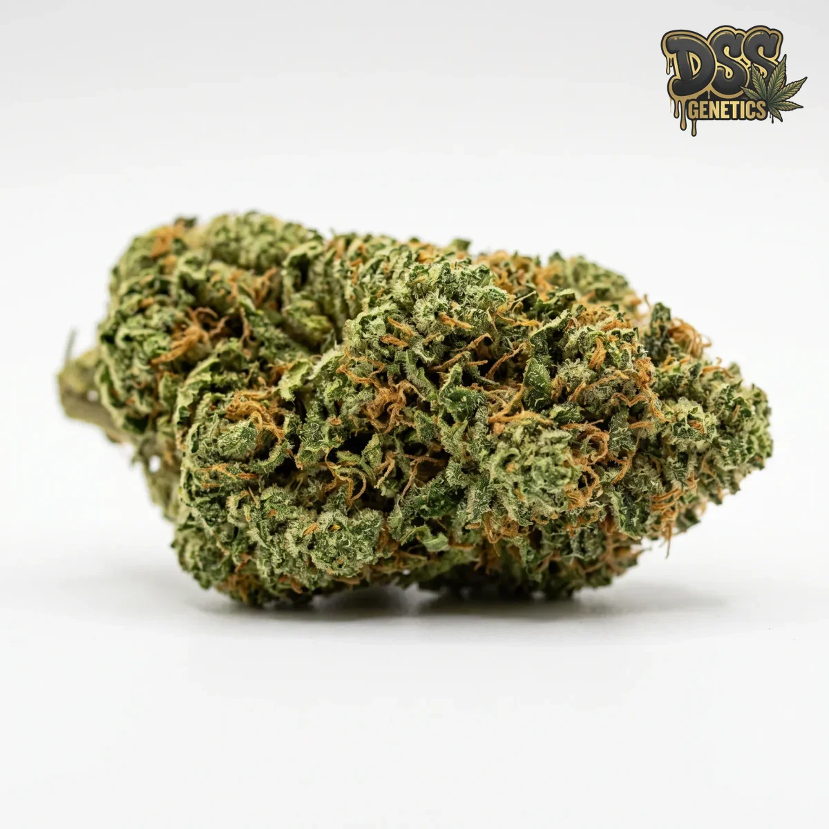 Chronic grow guide