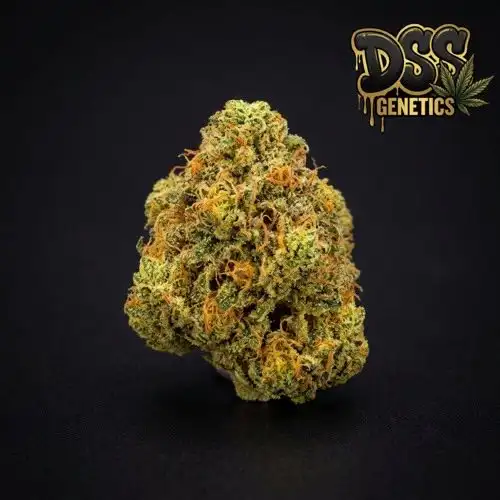 Citral Feminized Seeds cannabis seeds