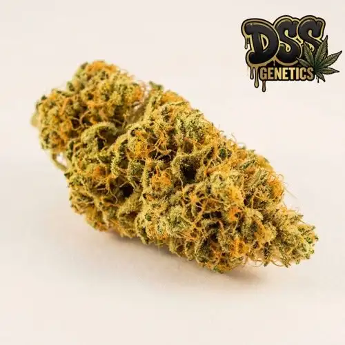 Clementine Strain Feminized Seeds cannabis seeds