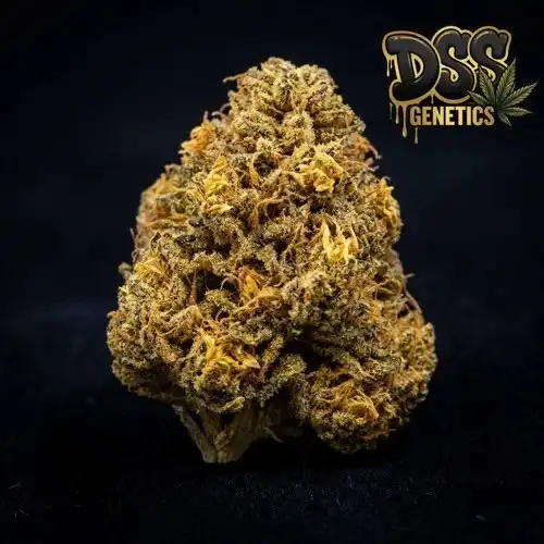 Colombian Gold Feminized Seeds cannabis seeds