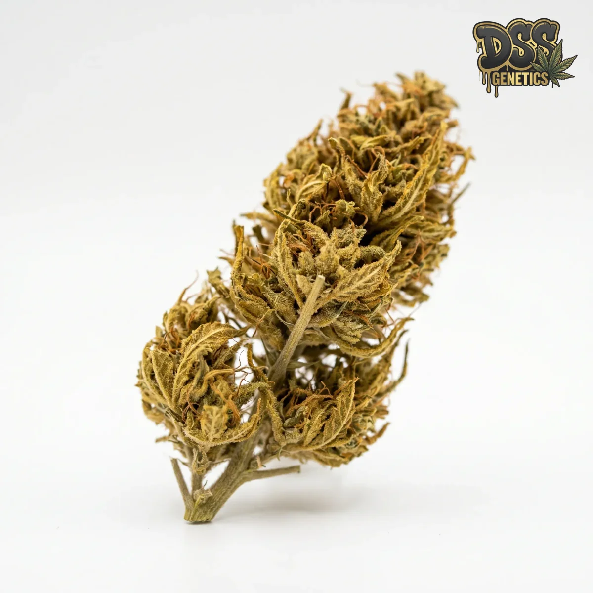 Colombian Gold grow guide