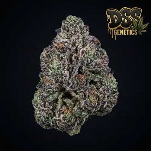 Cookies Kush Feminized Seeds cannabis seeds