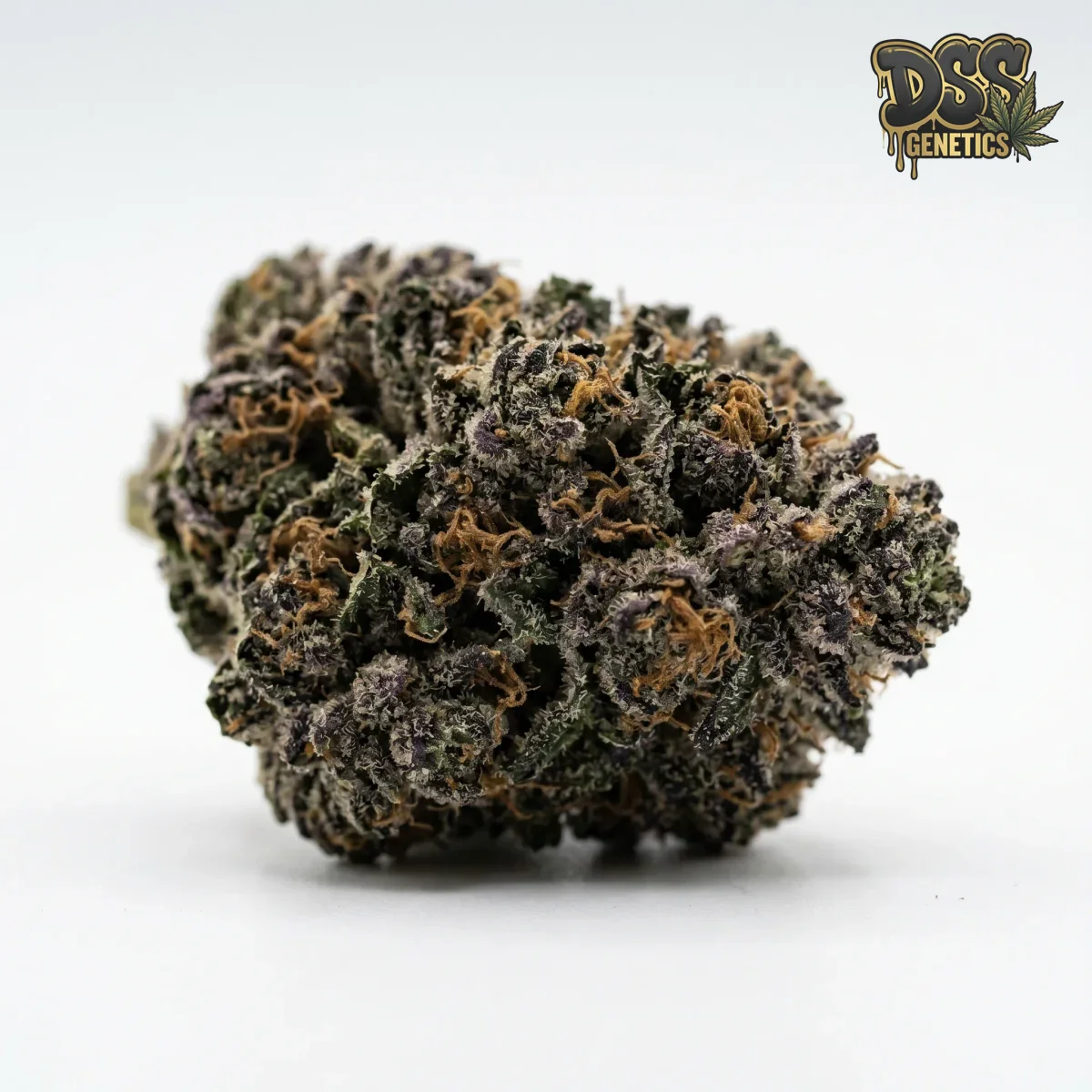 Cookies Kush grow guide