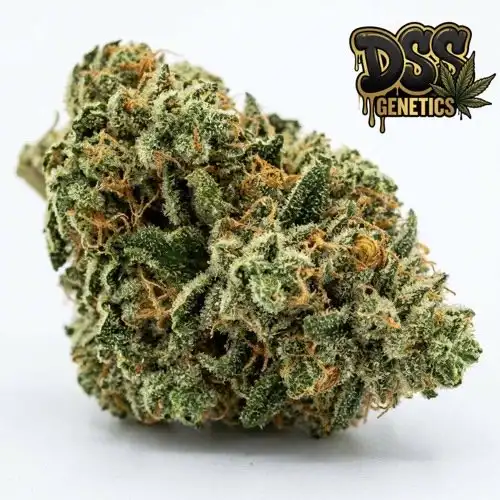 Critical Autoflower Seeds cannabis seeds