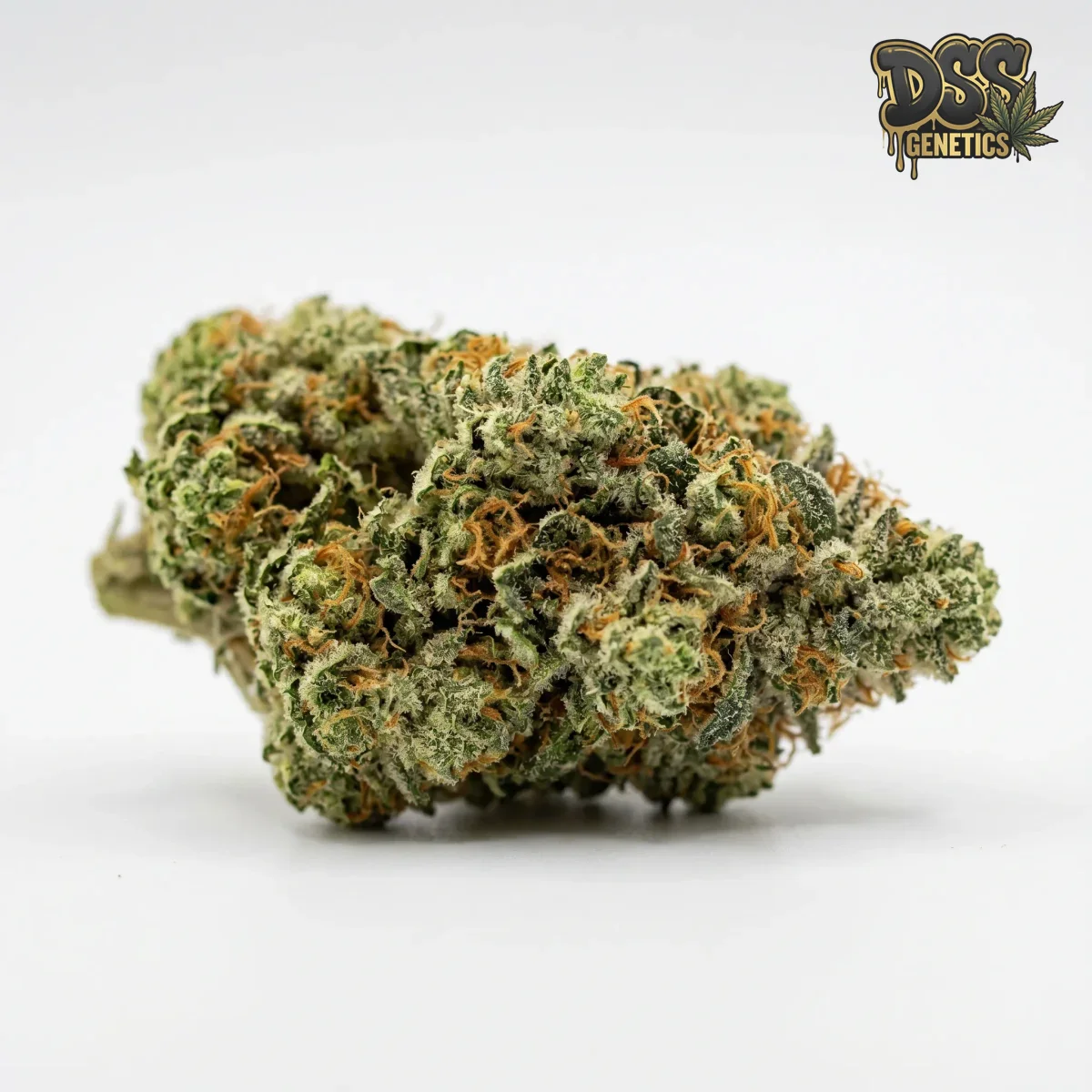 Critical Autoflower Seeds grow guide
