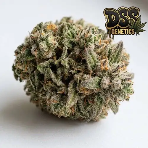 Critical Fast Bud Autoflower Seeds cannabis seeds