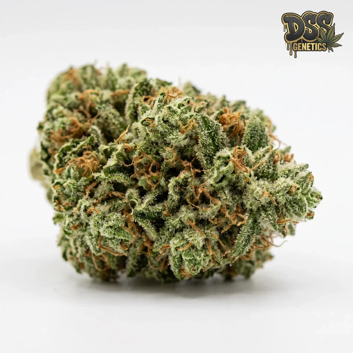 Critical Fast Bud Autoflower Seeds grow guide