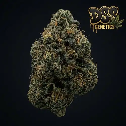 Critical Kush grow guide