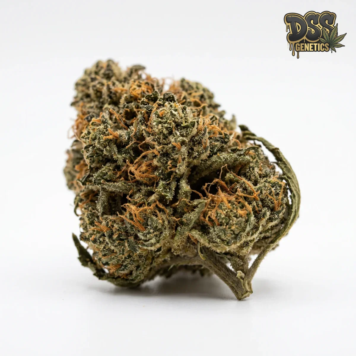 Critical Kush Feminized Seeds cannabis seeds