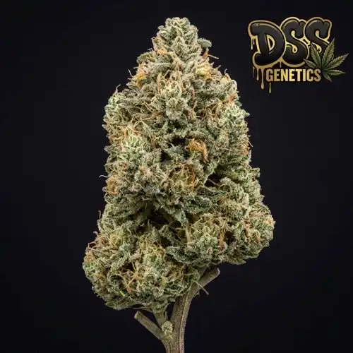 Critical Mass grow guide