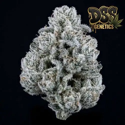 Crystal Feminized Seeds cannabis seeds