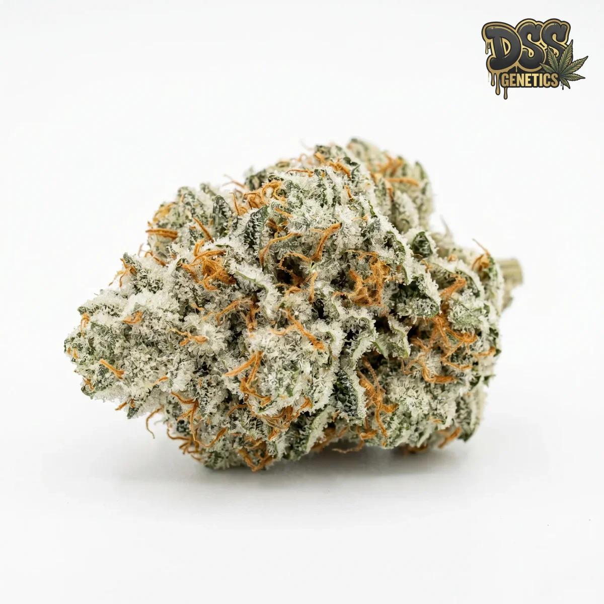 Crystal Feminized Seeds cannabis seeds