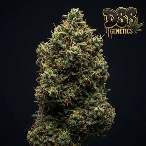 Devil XXL Autoflower Seeds cannabis seeds