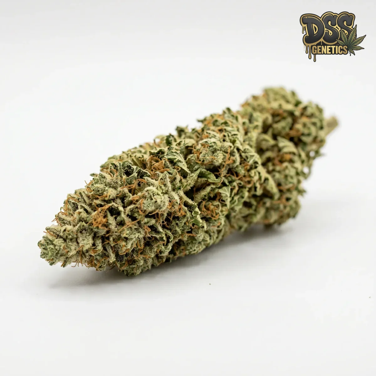 Devil XXL Autoflower Seeds cannabis seeds