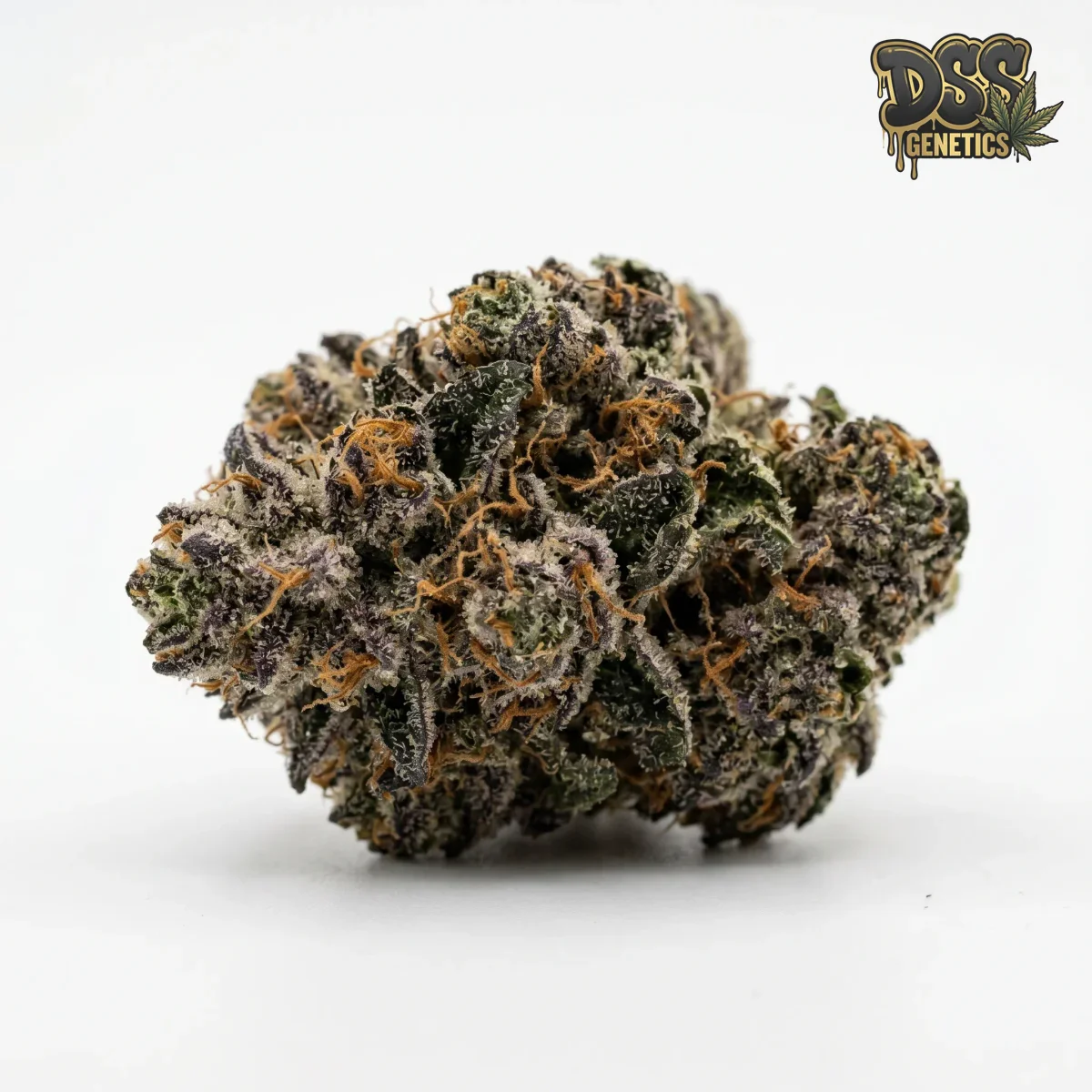 Do Si Dos Feminized Seeds cannabis seeds